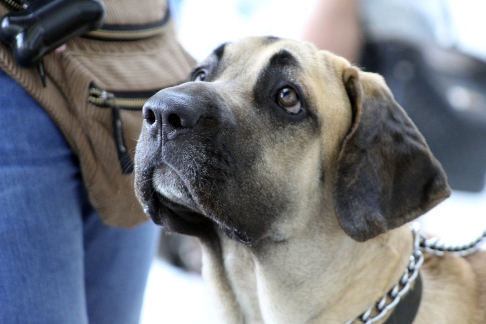 Fila Brasileiro Brazylijski mastif pies do podglądania' Naklejka