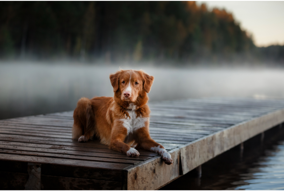 Toller store retriever cena