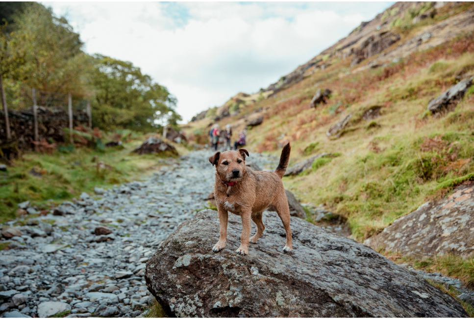 Patterdale best sale terrier cena