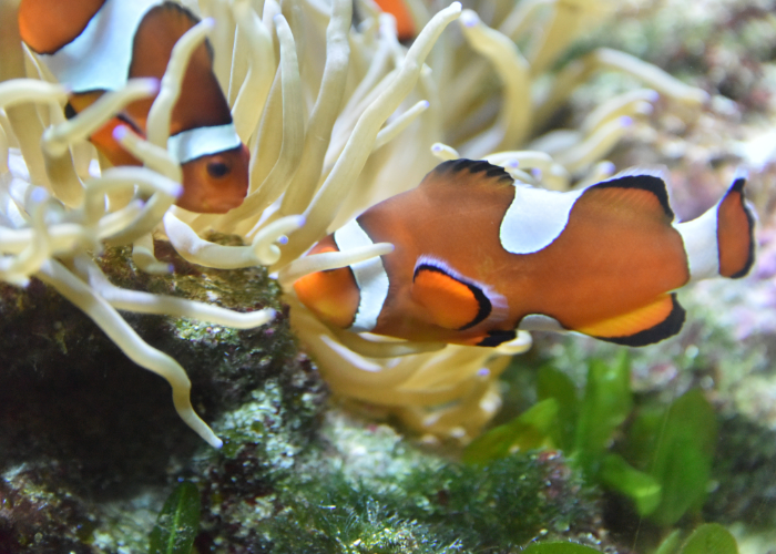 Błazenki Amphiprioninae.