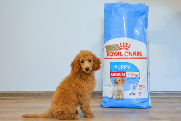 Royal Canin Puppy sucha karma dla szczeniąt ras średnich.