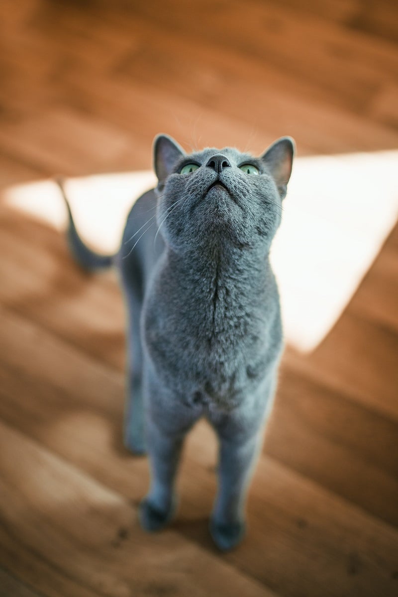 Kot rosyjski niebieski ma idealne proporcje, symetryczny pyszczek i trójkątne uszy.