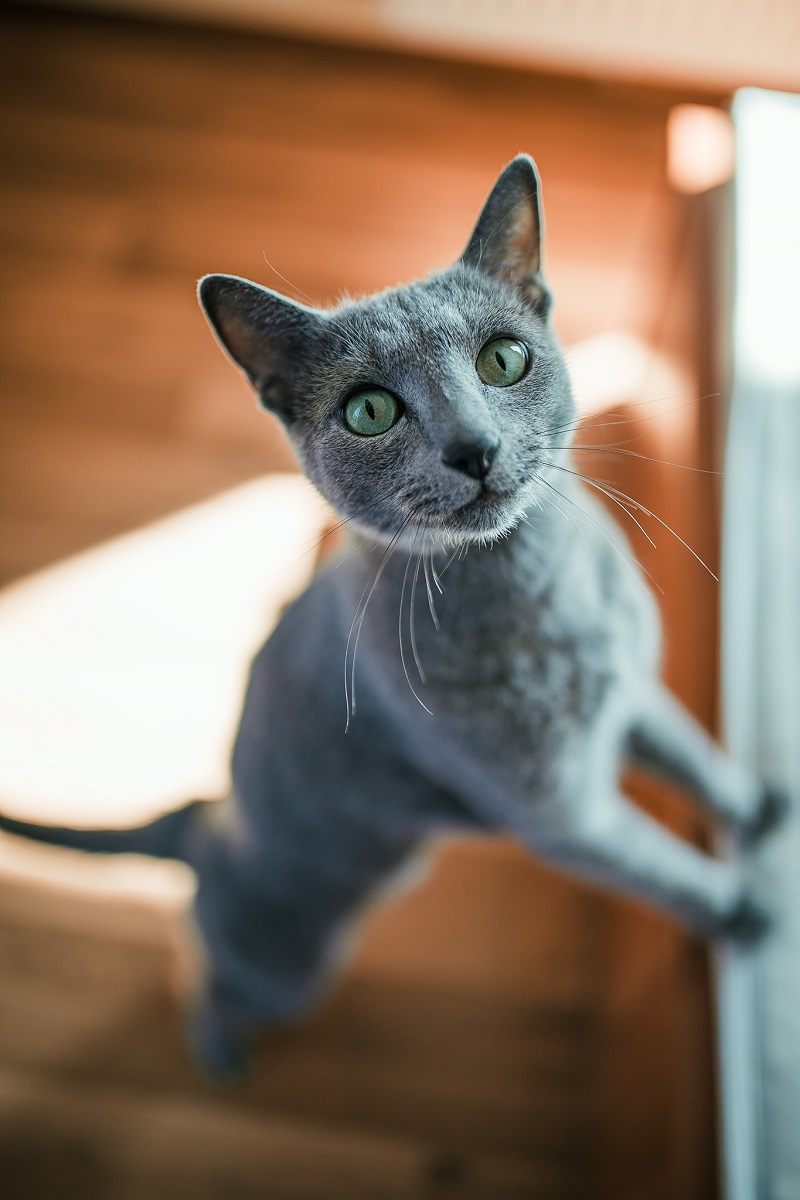 Kot rosyjski niebieski wygląda zjawisko w połączeniu z niebieską sierścią i głęboko zielonymi oczami. Ruski mają wyraz pyszczka w wiecznym uśmiechu.