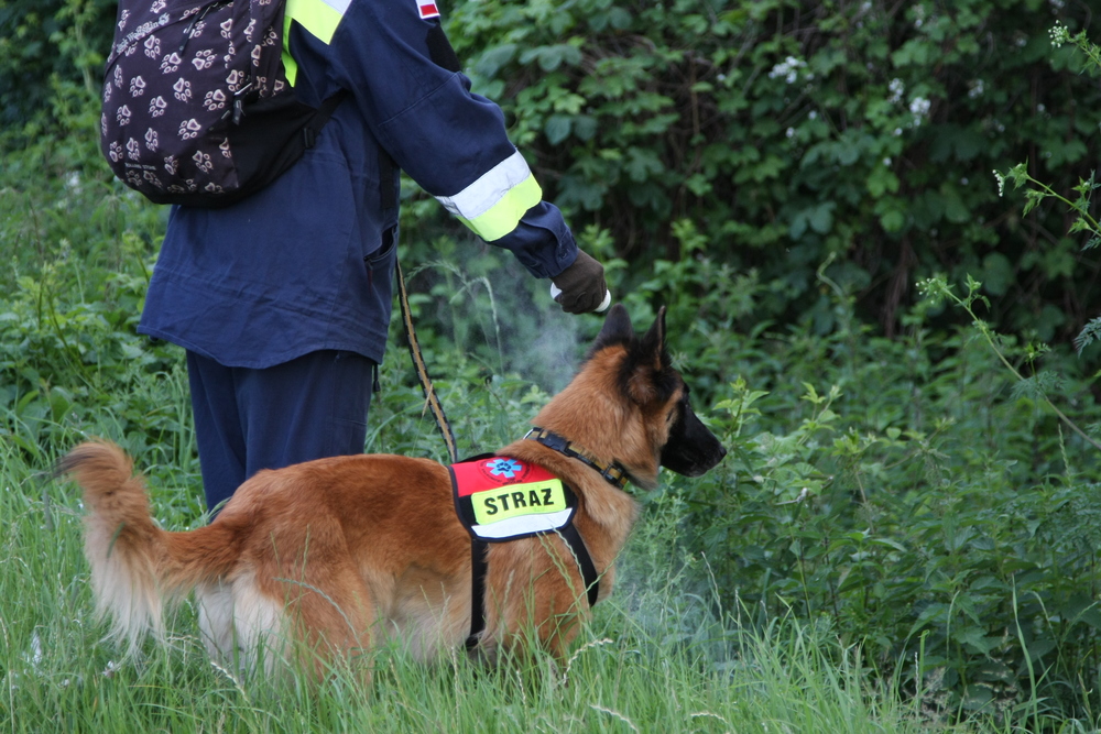 Pies ratownik ze straży przeszukuje teren lasu w poszukiwaniu zaginionych.