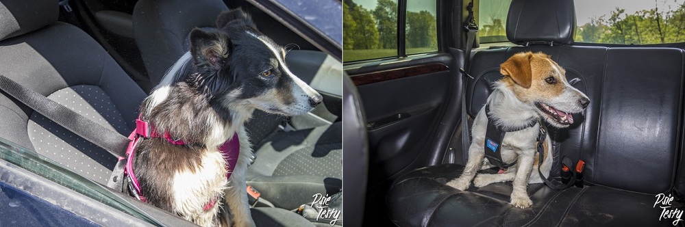 szelki dla psa do samochodu. Bezpieczeństwo podczas jazdy jest najważniejsze.