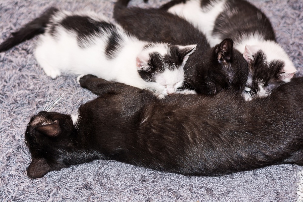 Trzy biało-czarne kociaki ssą mleko kociej matki.