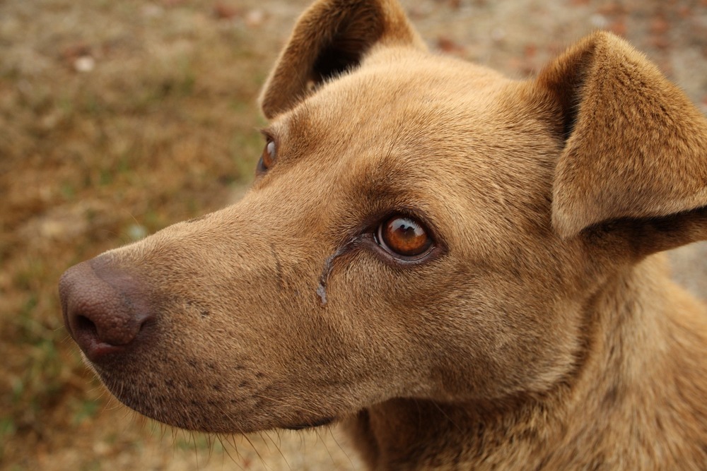 Pies z łzawiącymi oczami. Może to być przeziębienie, choroba lub objaw alergii u psa.