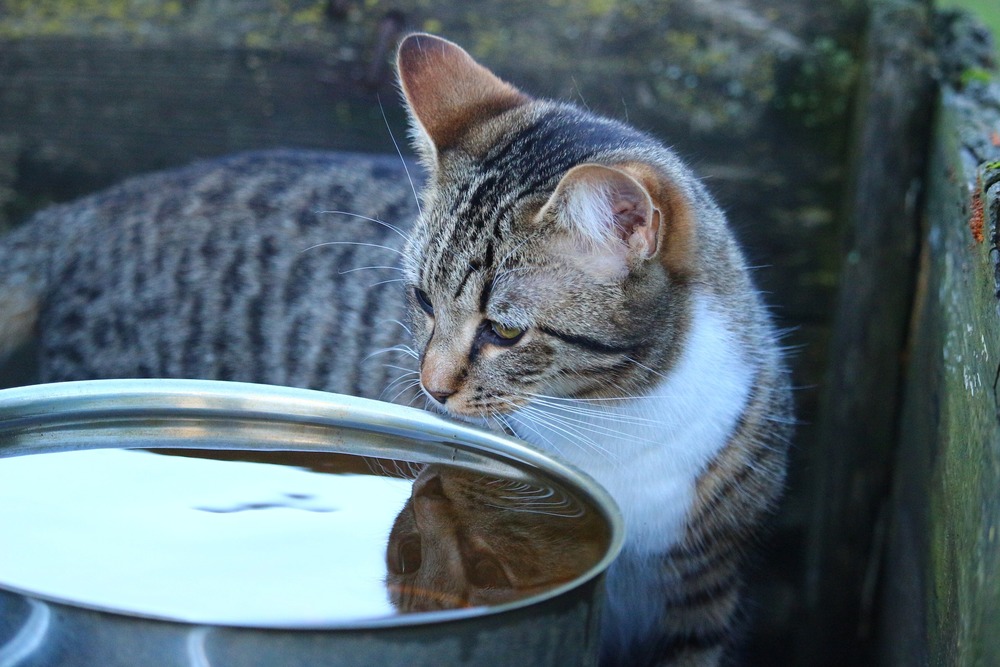 Kot próbuje się napić z dużej miski z wodą. Koty z natury rzadko odczuwają pragnienie, dlatego warto nawadniać je poprzez mokre jedzenie.