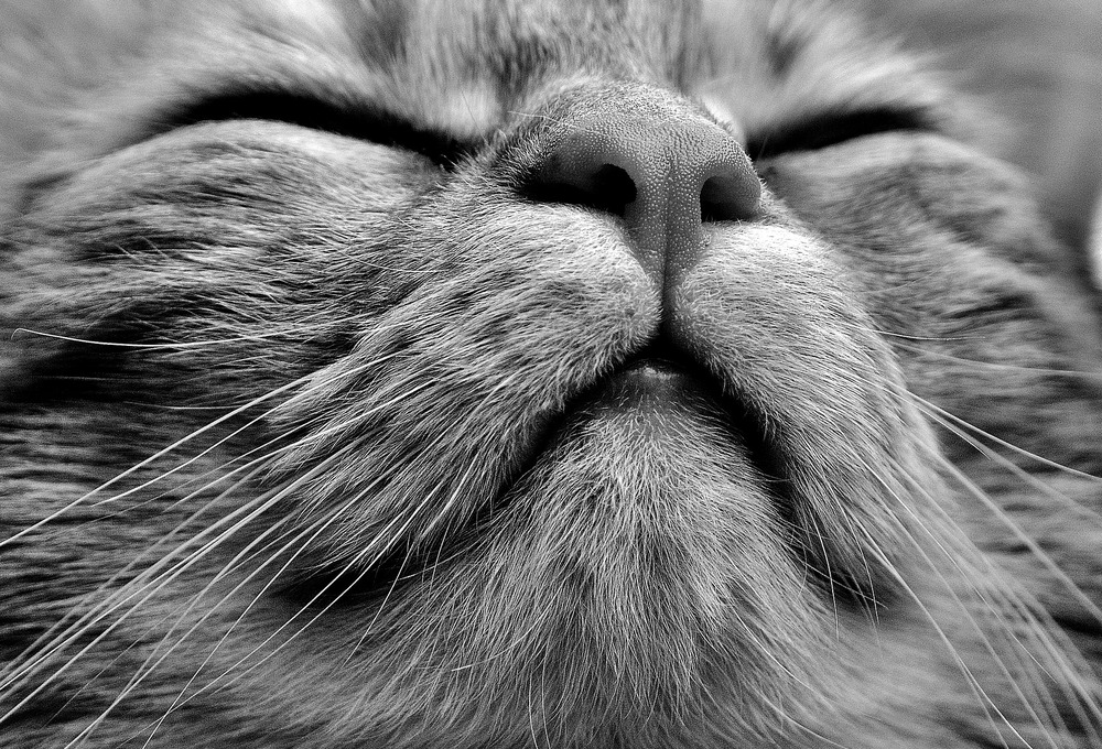 Kot kicha z wielu powodów, wtedy mruży oczy, napina wibrysy i intensywnie wypuszcza powietrze z płuc. Kichanie to naturalny sposób na oczyszczenie górnych dróg oddechowych.