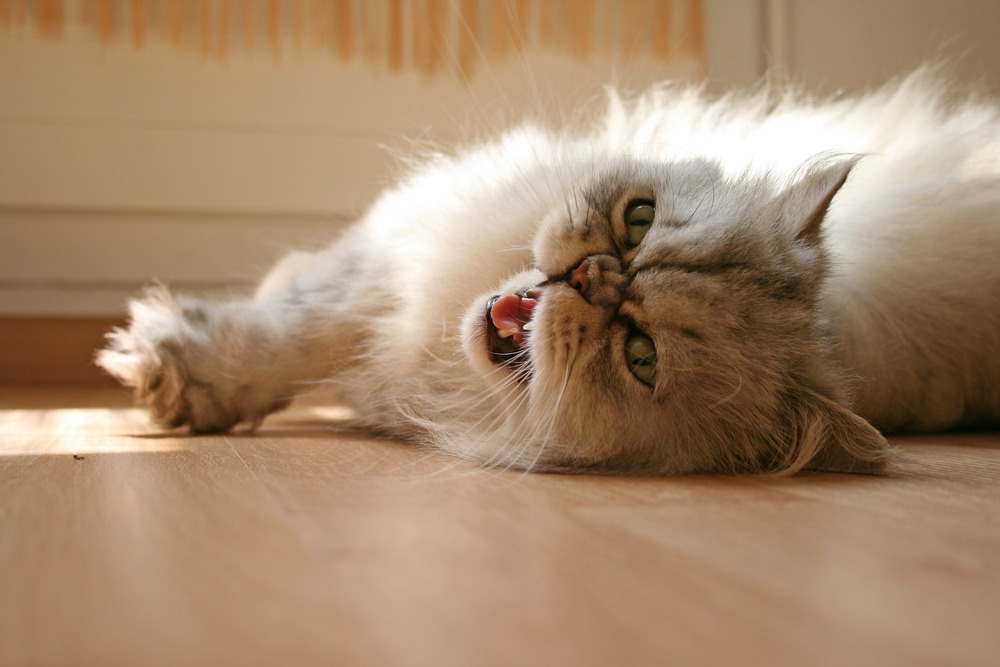 Kot w domu może kichać przez kurz. Zaglądanie pod łóżko, szafki czy leżenia na zakurzonym dywanie o prosta droga do kichania.