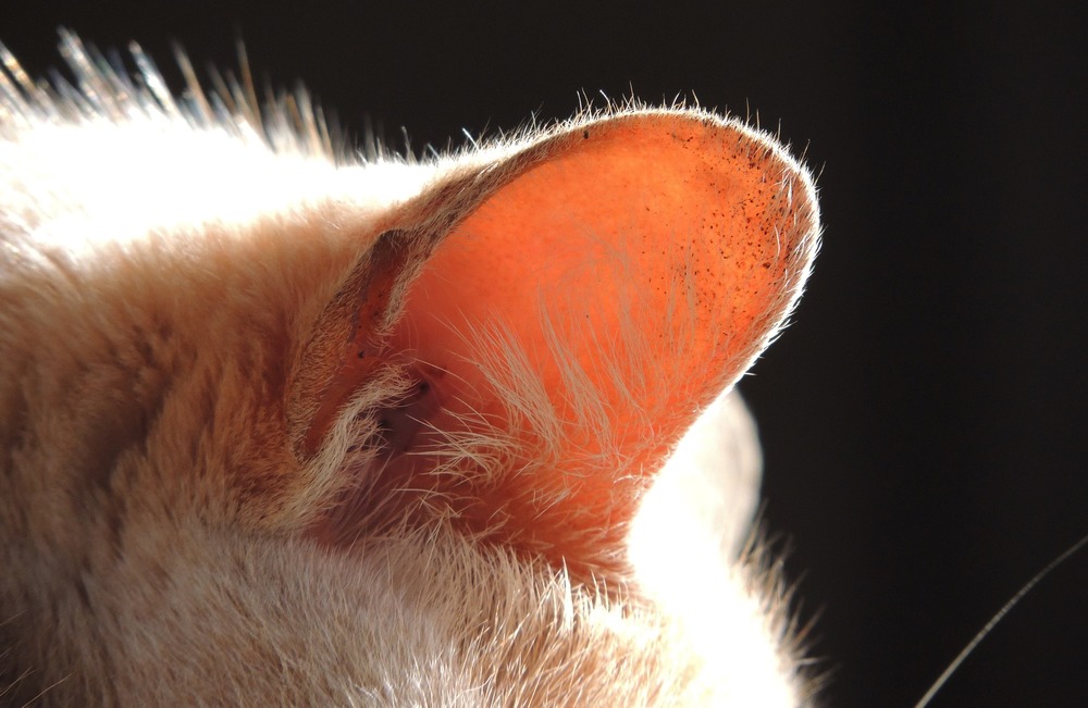 Małżowina uszna kota. Widoczne włoski chroniące wejście do kanału słuchowego i niewielkie plamki na małżowinie.