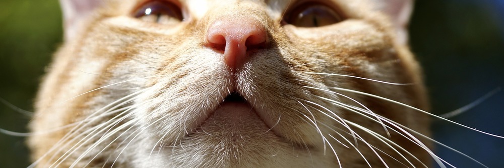 Kot gotowy do kichania mruży oczy i napina wibrysy.