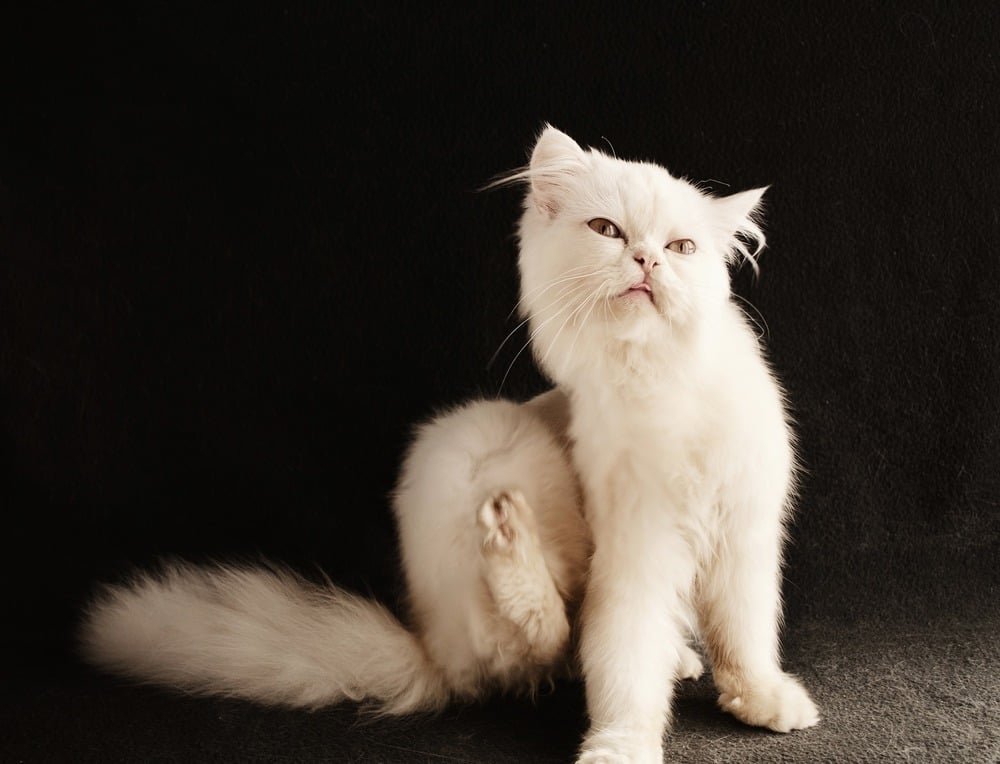 Biały kot długowłosy drapie się tylną łapą. Silny świąd u zwierząt oraz u ludzi może być pierwszą oznaką obecności pcheł w domu.