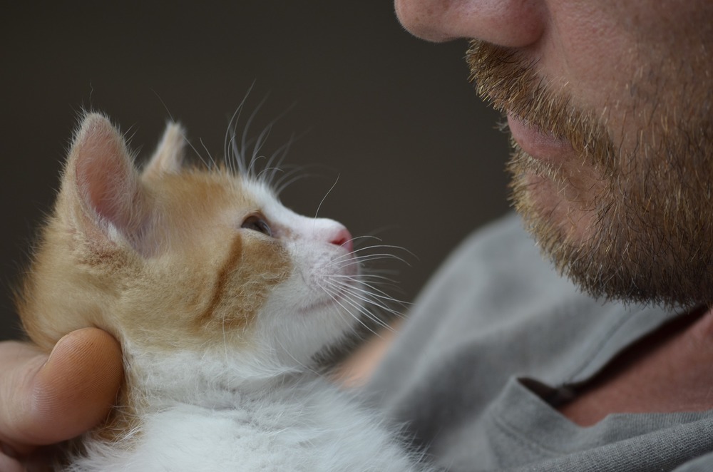 Kociak przytula się do brody mężczyzny, jest mocno trzymany w objęciach.