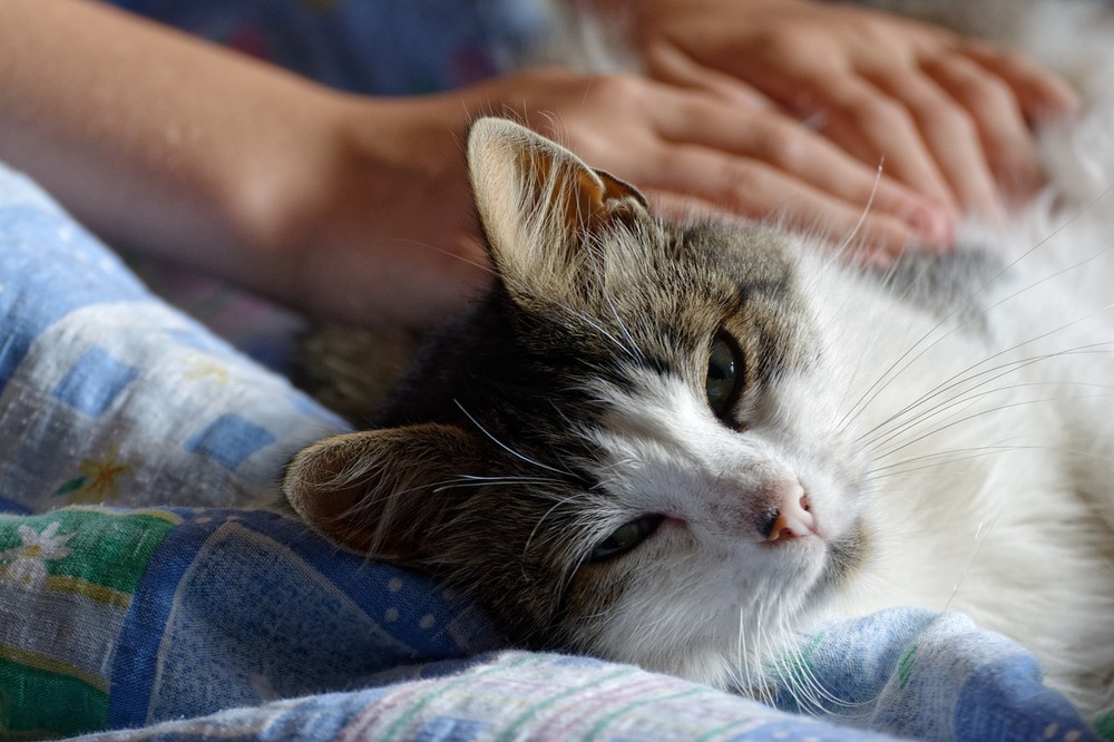Rozluźniony kot podczas masażu ciała. 
