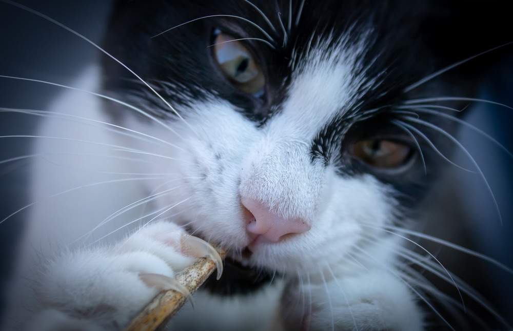 Regularne podcinanie pazurów kotu niewychodzącego pozwala zachować ich higienę i zadbać o ich dobrą kondycję.