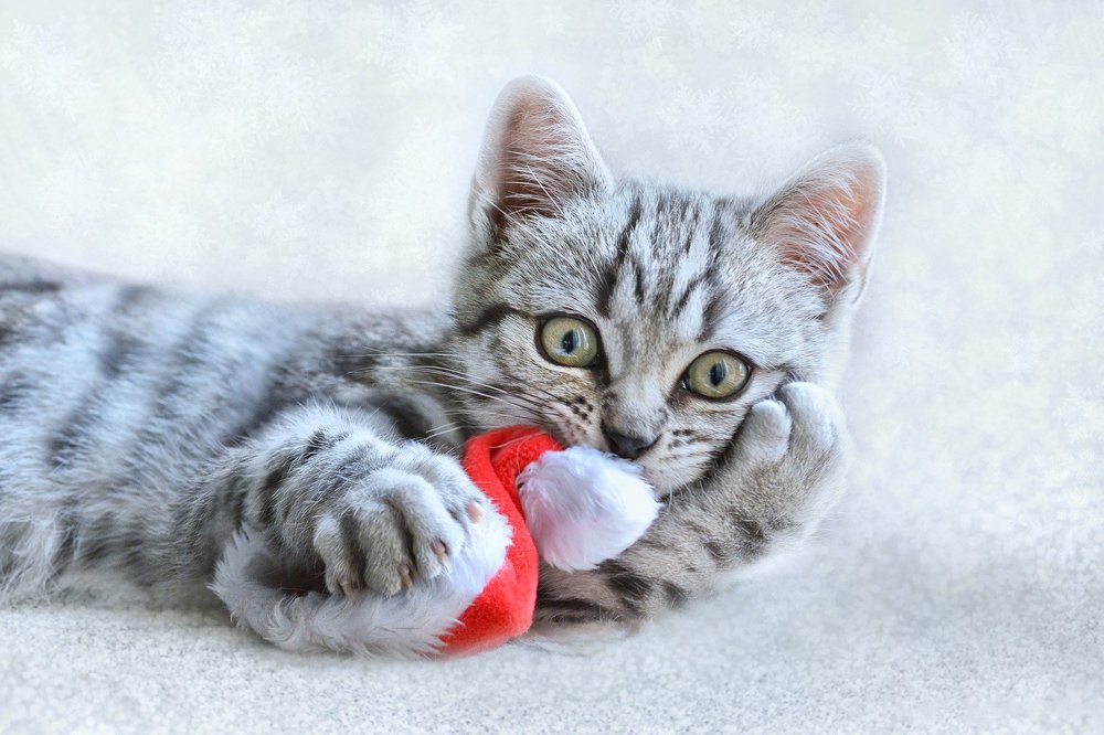 Pluszaki z walerianą lub kocimiętką stanowią świetną zabawkę dla kotów. Odciągają kocią uwagę od bombek i innych świątecznych ozdób.