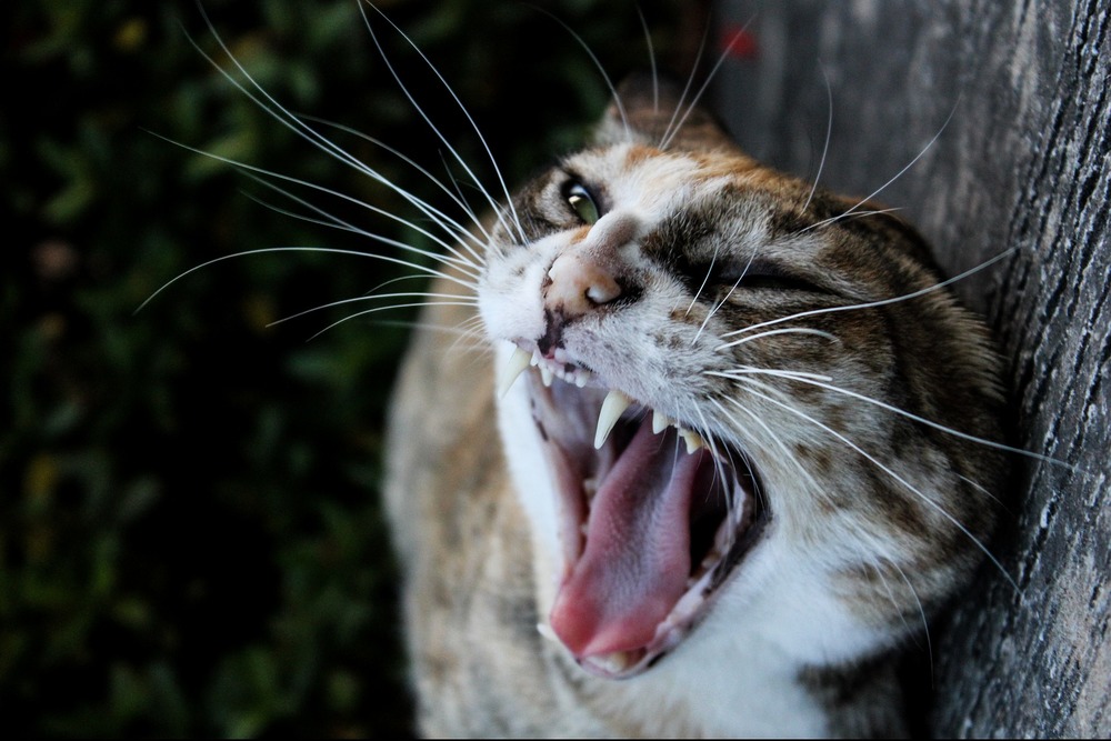 Dziki kot boi się ludzi, należy o tym pamiętać i szanować jego zachowanie i stres. Nieoswojony kot może reagować agresją na ludzi.