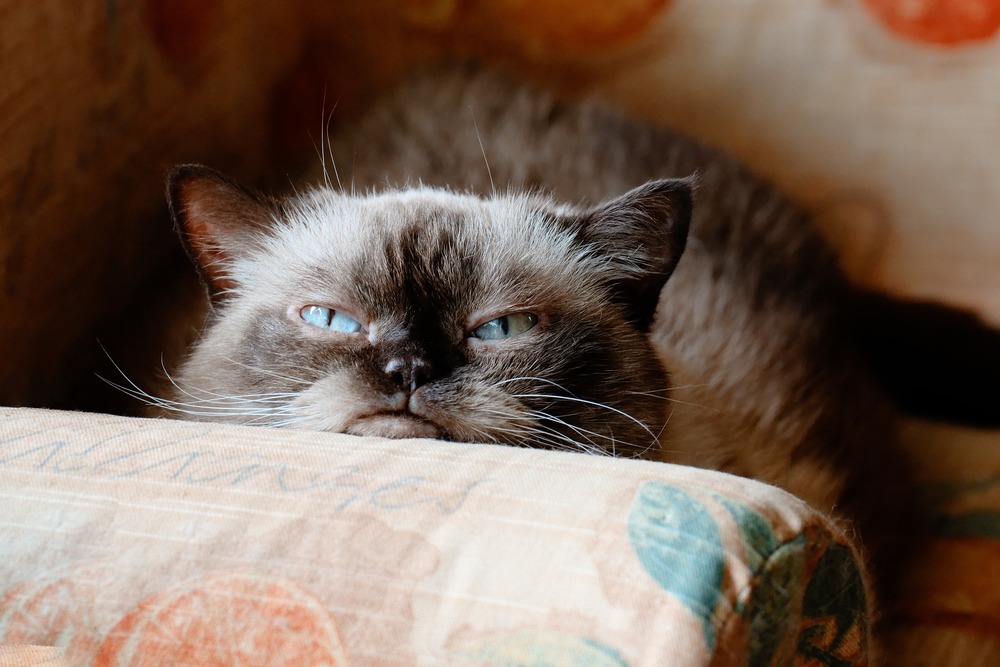 Kot egzotyczny leży zrelaksowany na kanapie. 
