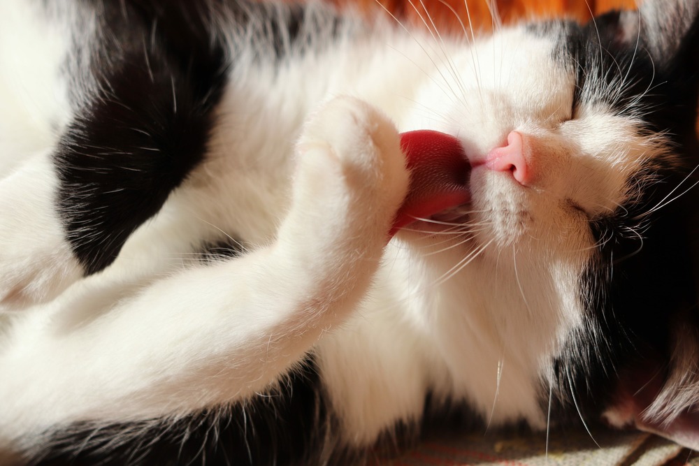 Koci język posiada wiele haczyków skierowanych do tyłu, podczas pielęgnacji sierści działają one niczym grzebień, ale jednocześnie zbierają sierść i prowadzą ją jedynie do połknięcia przez kota.