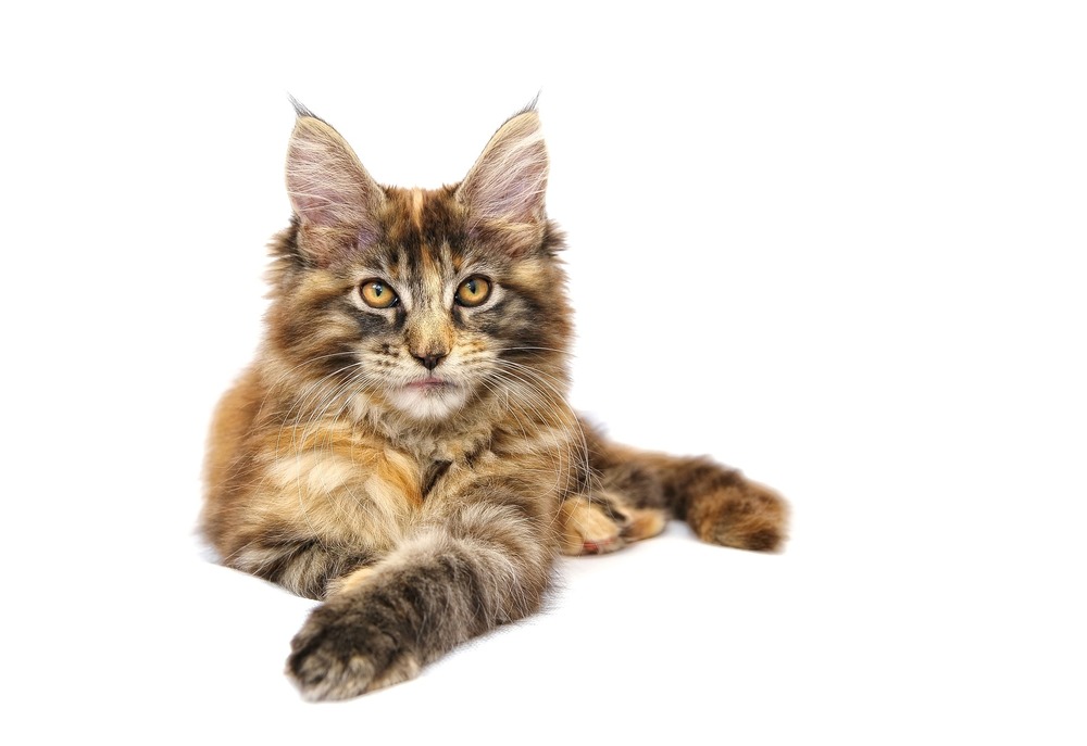 Koty Maine Coon mają duże, owalne, lekko skośne oczy o intensywnym zabarwieniu.