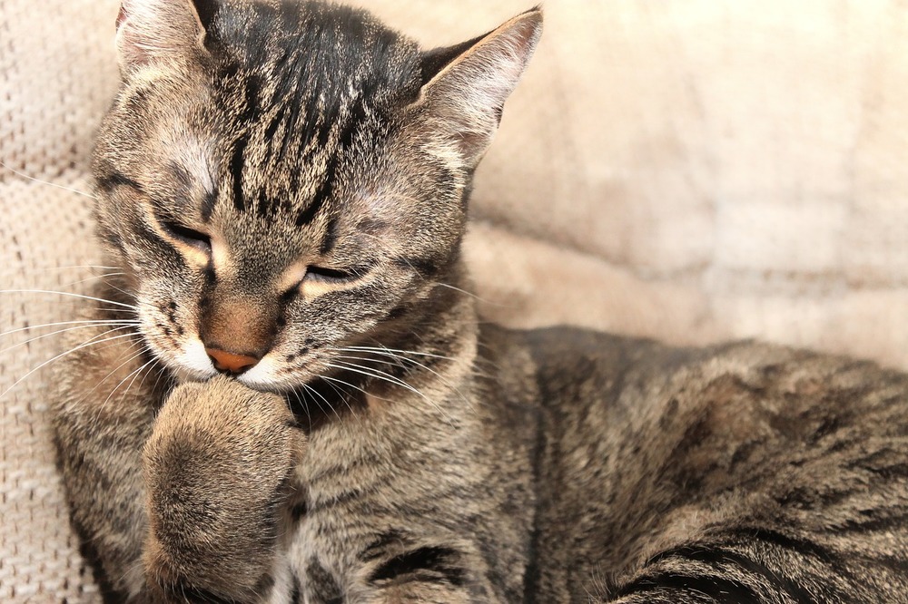Bury kot gryzie swojego pazura. Pielęgnacja pazurów jest jednym z elementów rytuału zachowania higieny u kotów.