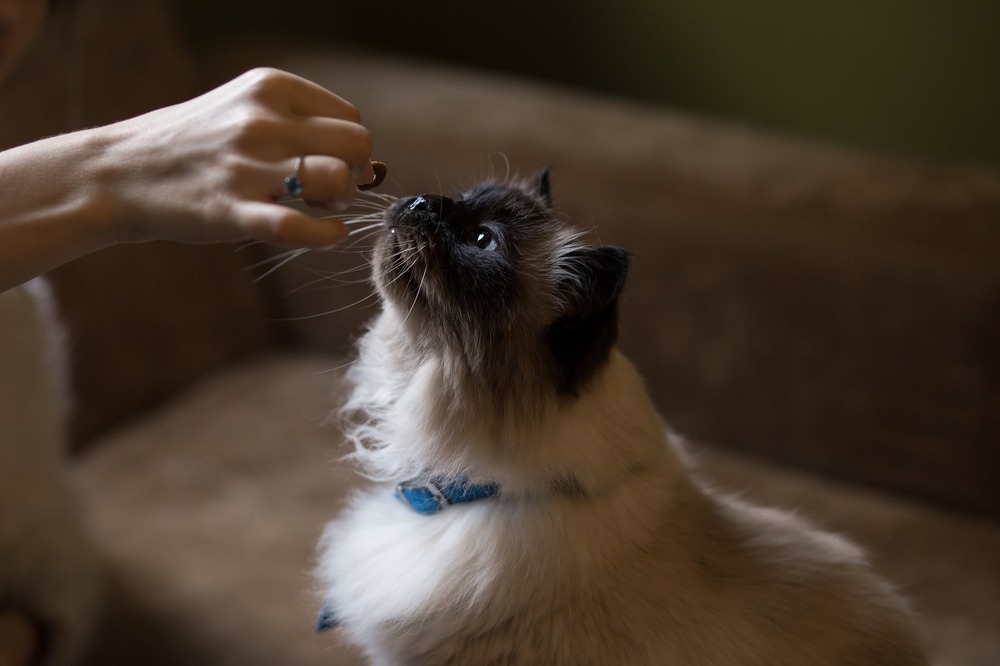 Suplementy mogą przybrać kształt przysmaków. Pani uczy kota, nagradzając go smaczkami.