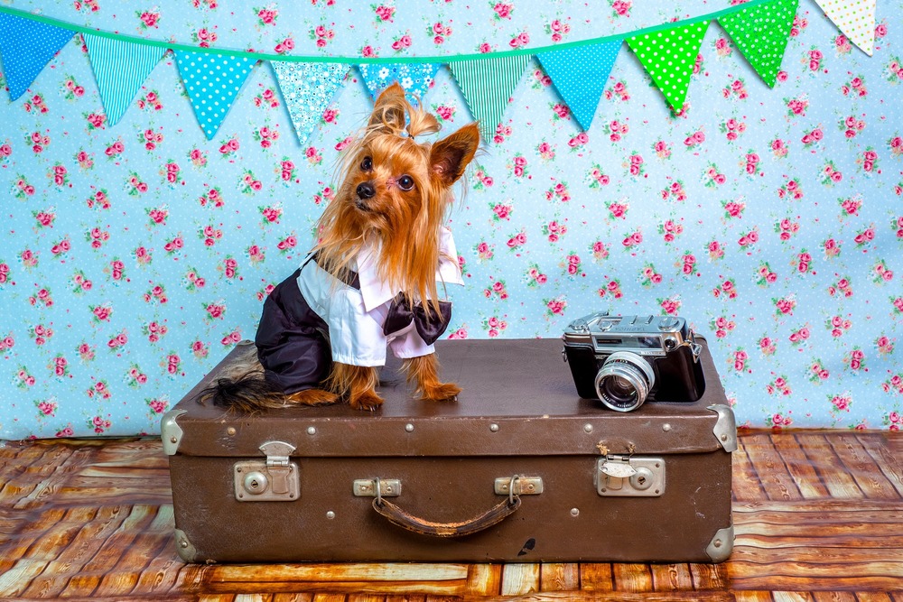 pies rasy yorkshire terrier pozuje na walizce