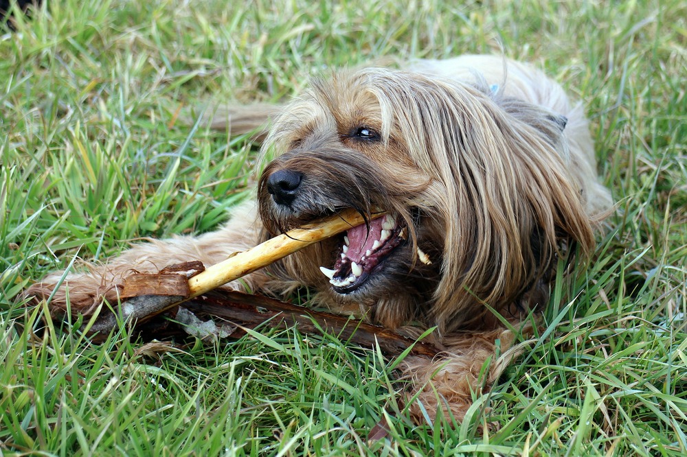 Naturalne, twarde gryzaki pozwalają utrzymać higienę jamy ustnej psa. Z naturalnych gryzaków można podawać rogi, racice, mięsne surowe kości, a nawet marchewki.