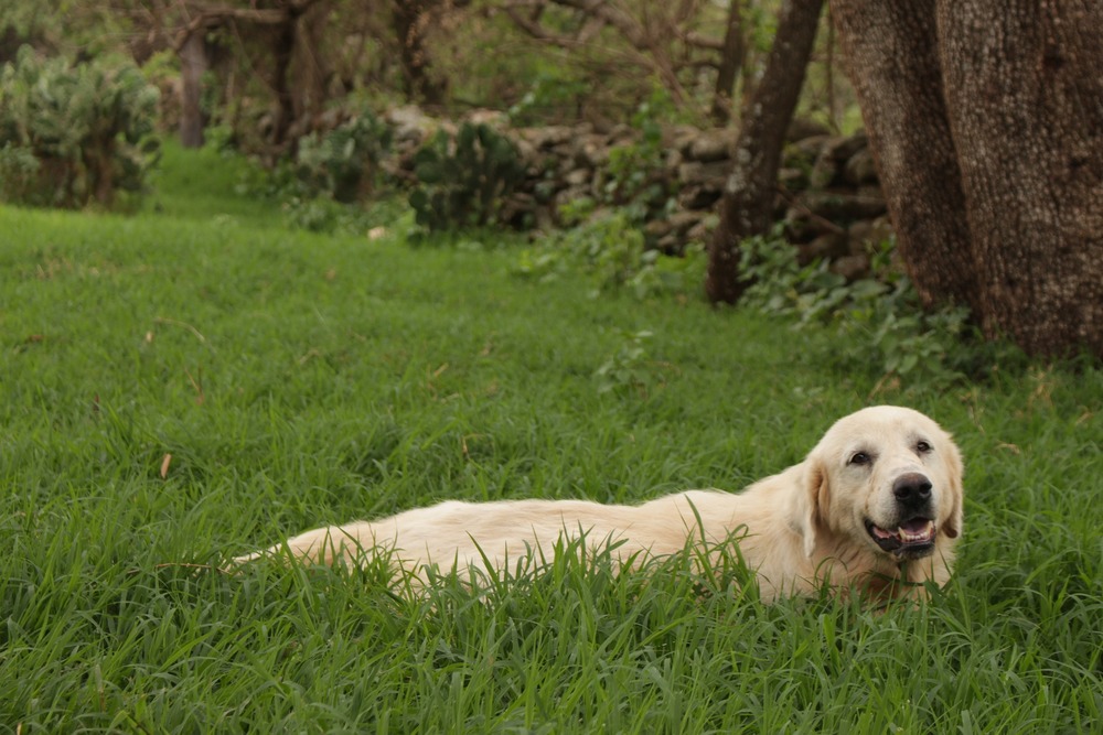 Labrador w gąszczu trawy. Z każdego spaceru pies może przynieść na sobie nieproszonych gości.