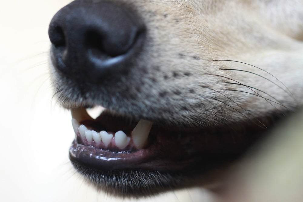 Zęby psa również narażone są na kamień nazębny. Od szczeniaka powinniśmy przyzwyczajać psa do czyszczenia zębów.