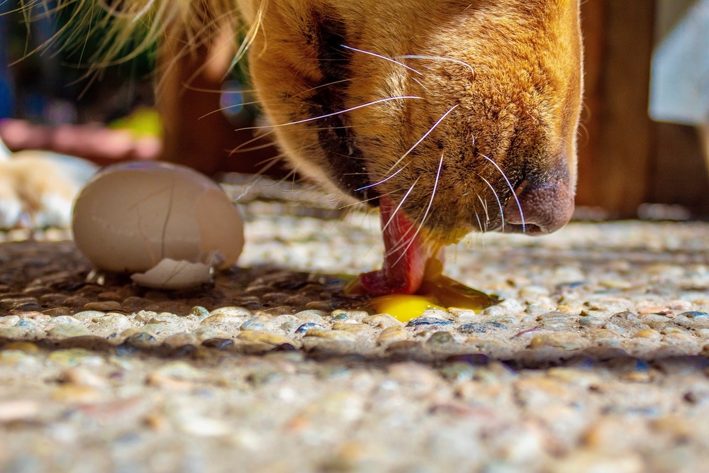 Pies zlizuje surowe żółtko jaja. Jaja są źródłem witamin i aminokwasów. Dostarczają biotyny i kwasów Omega.