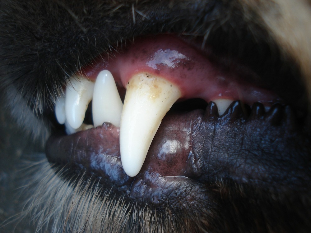 Usuwanie kamienia nazębnego u psów przebiega pod narkozą. Regularnie sprawdzaj stan zębów i dziąseł swojego psa.
