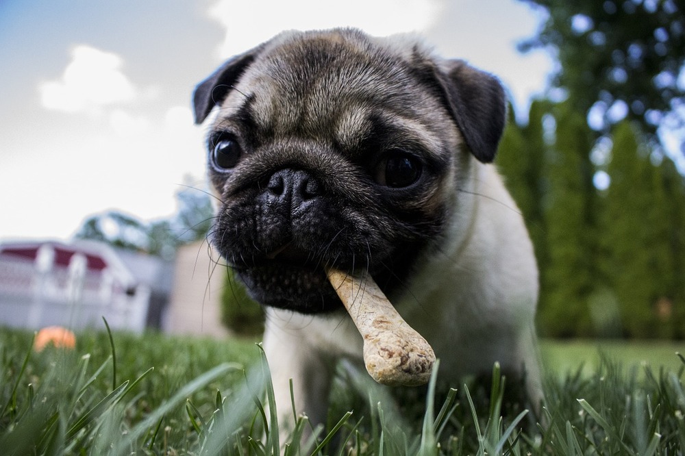 Mops ze sztuczną kością prasowaną. Podawanie psom nieodpowiednich przysmaków i karm może powodować alergie różnego typu.