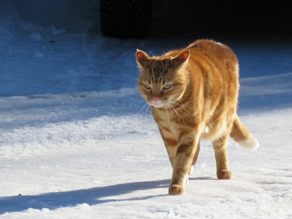 Dachowiec biegnie po śniegu. Dla bezpieczeństwa kota lepiej go nie wypuszczać samopas na dwór.