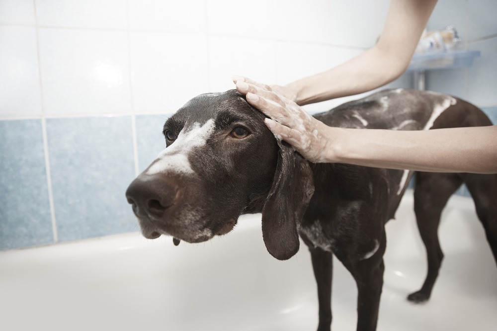 Kąpiel psów może być przyjemna. Wymaga tylko przygotowania się i przyzwyczajenia psa do kąpieli.