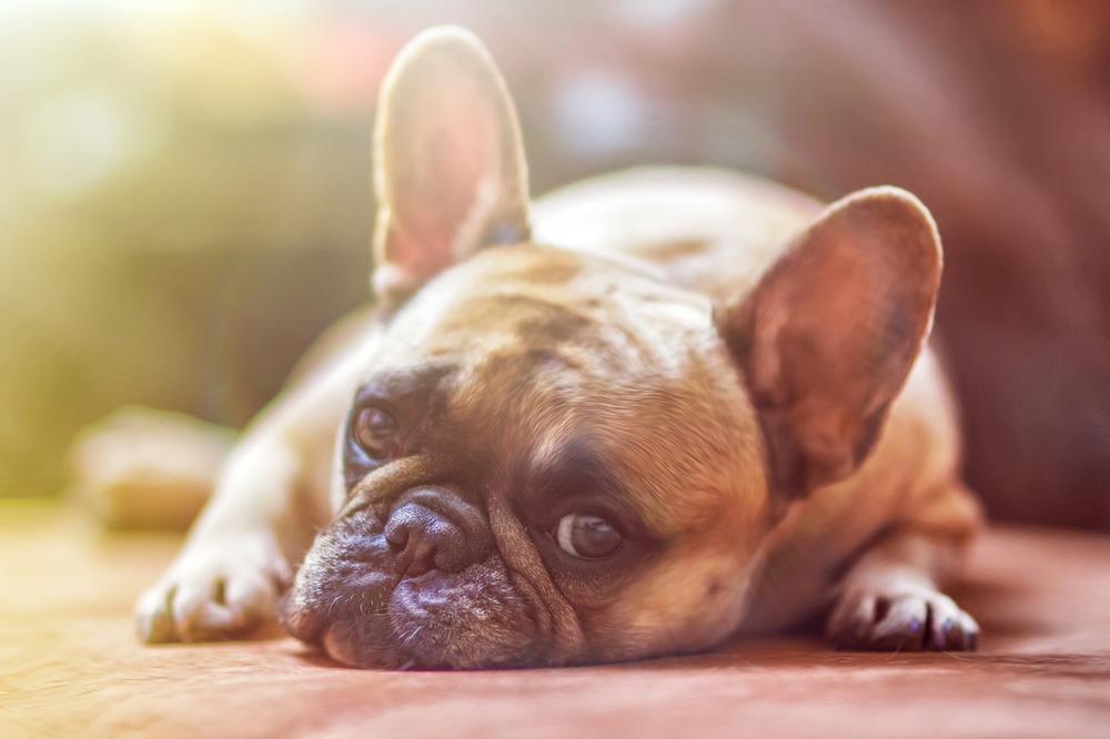 Babeszjoza jest najgroźniejszą chorobą odkleszczową dla psów.