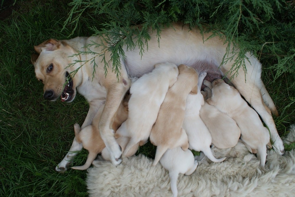 Psia matka karmiąca osiem swoich młodych szczeniąt.