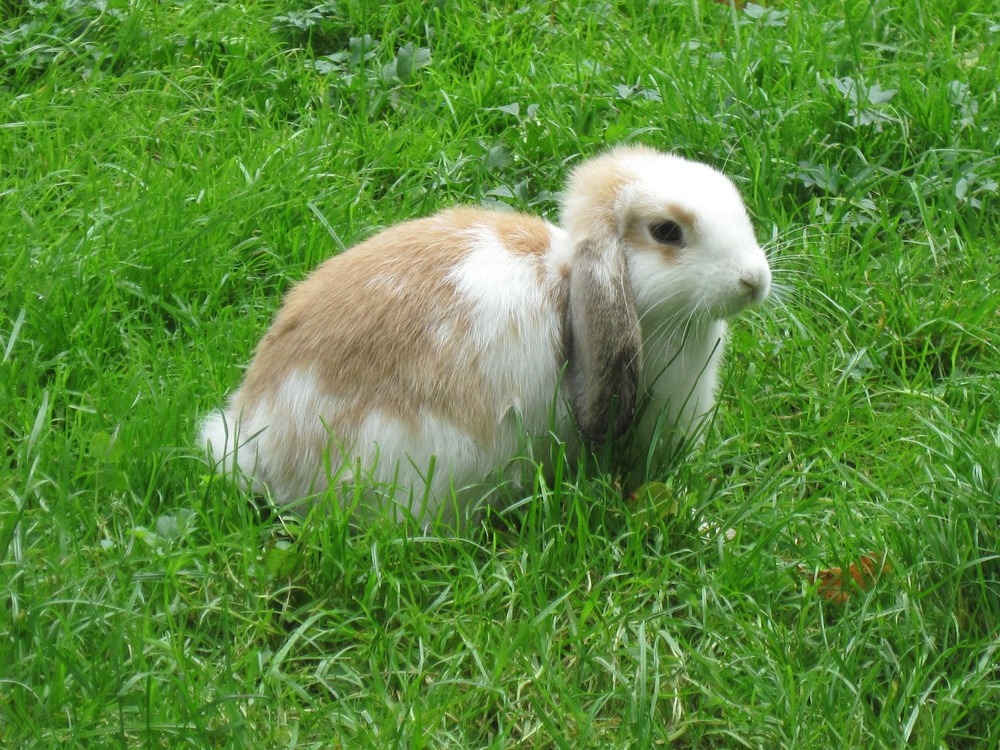 Zwisłouchy królik baranek stoi na zielonej trawie. Ważną częścią diety królików jest świeża zielenina.