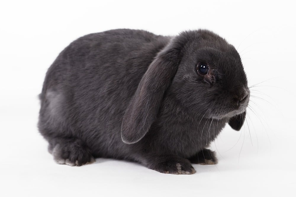 Sylwetka królika zwisłouchego. Cały czarny, proporcjonalny, królik mini lop ma dosyć krótkie łapki i zwięzły, okrągły kuper.