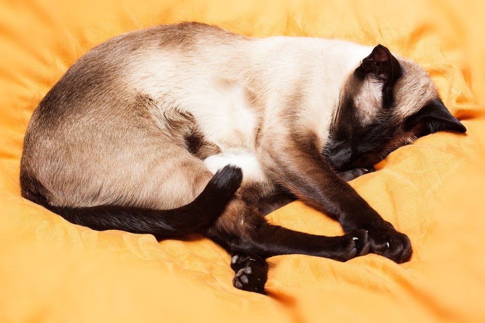 Dorosły kot rasy tajskiej leży na pościeli. Widać lśniące futro kota.