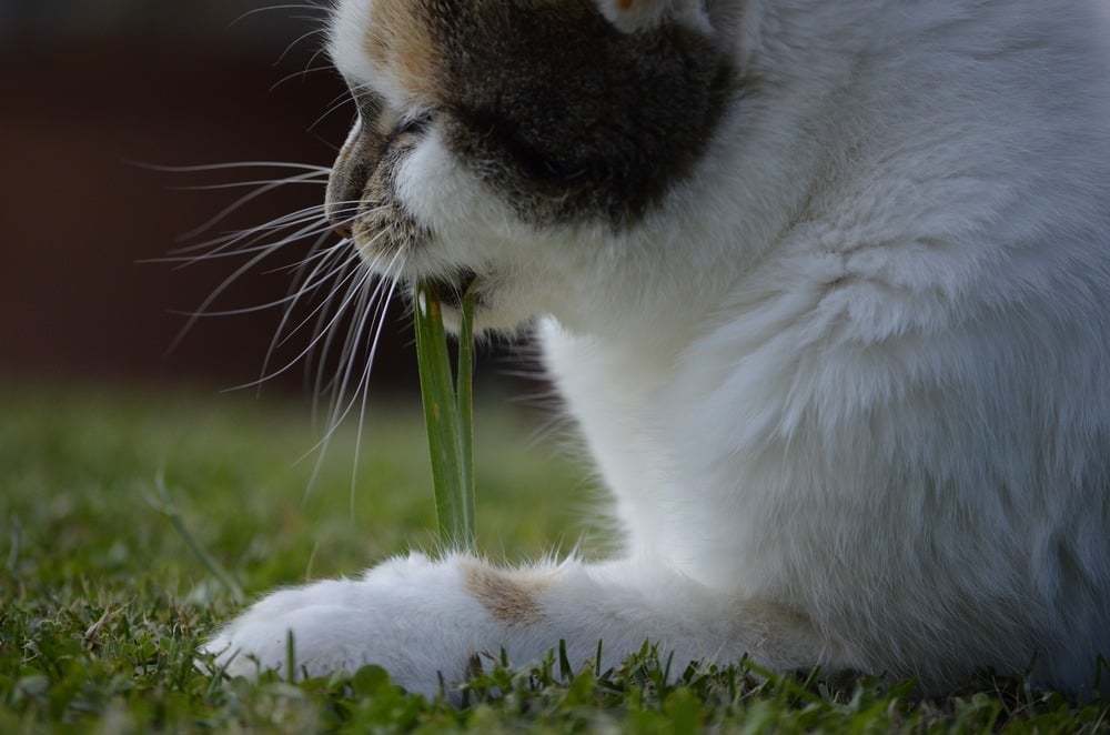 Należy zwrócić uwagę czy wybrana dla kotów trawa jest dla nich bezpieczna, a także czy nie posiada zbyt twardych i ostrych źdźbeł.