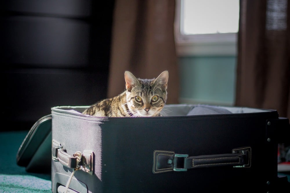 Bury kot siedzi w otwartej, na wpół spakowanej, walizce