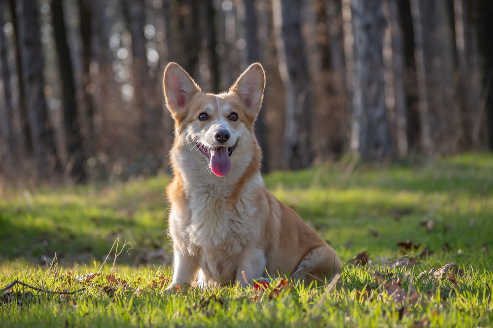 Pies rasy Corgi Pembroke siedzi na polanie pośrodku lasu. Umaszczenie ma biało - rude