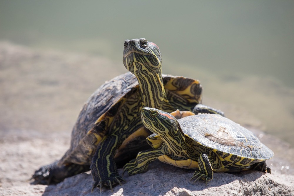 Żółwie wodne lubią wychodzić na kamienie i podwyższenia, aby się nagrzać.
