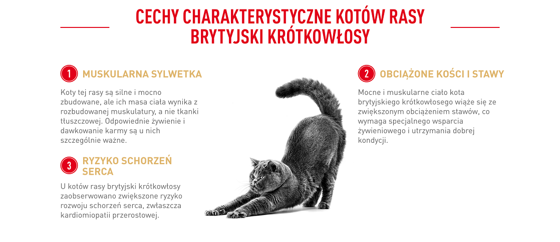 ROYAL CANIN British Shorthair karma sucha dla kotów dorosłych rasy brytyjski krótkowłosy 10 kg