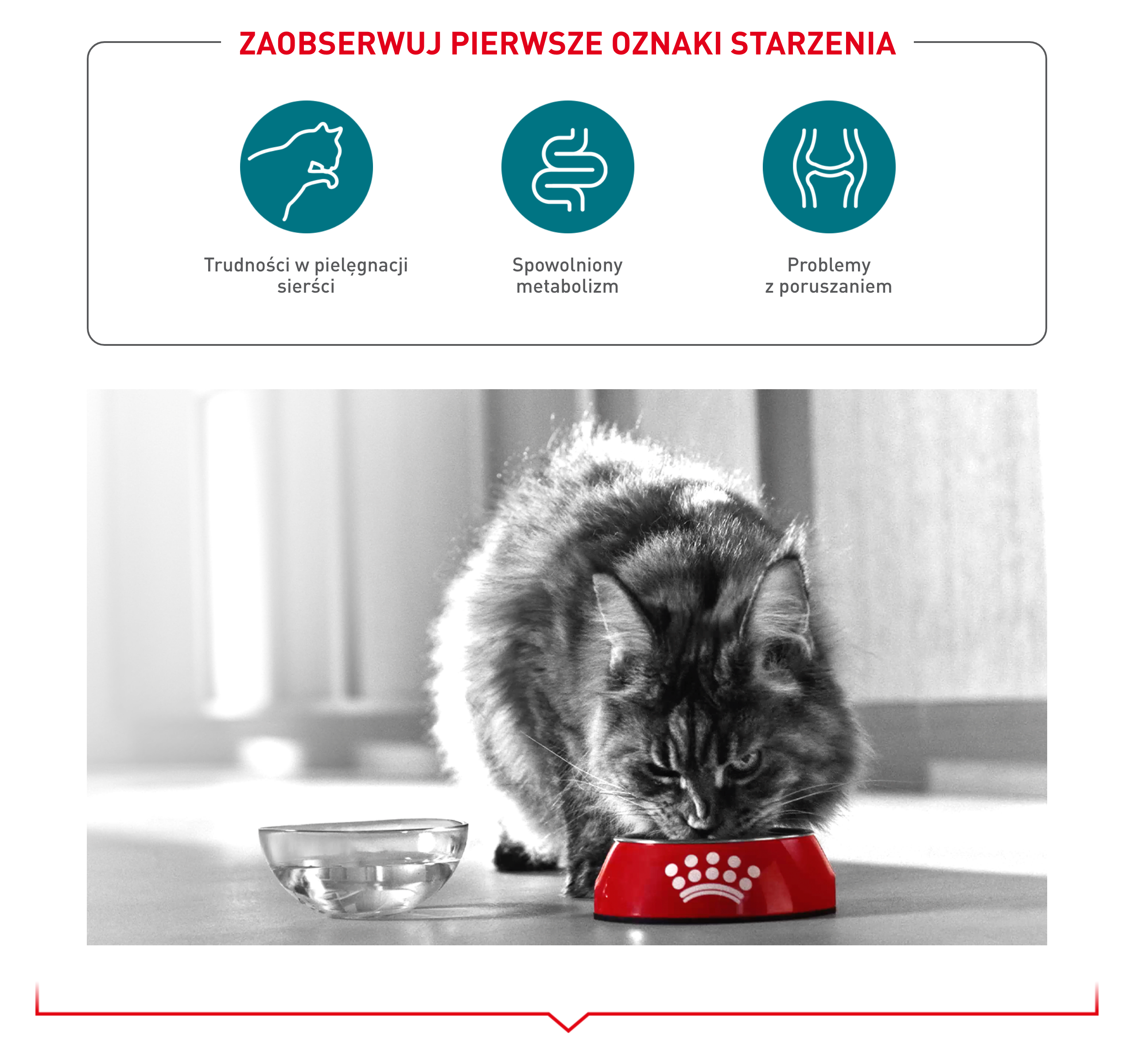 ROYAL CANIN Ageing 15+