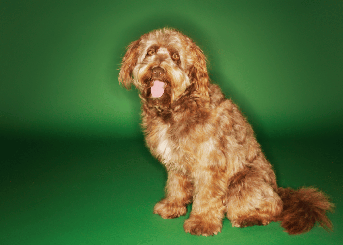 Otterhound.