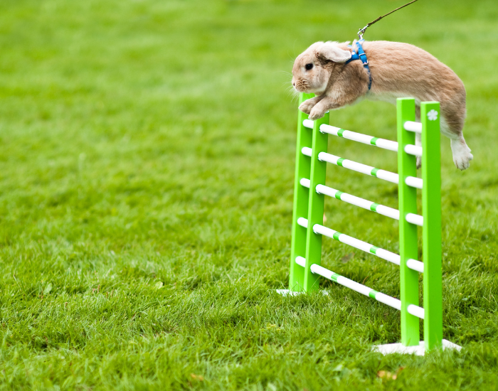 Zabawa i aktywność dla królików - rabbit hopping.