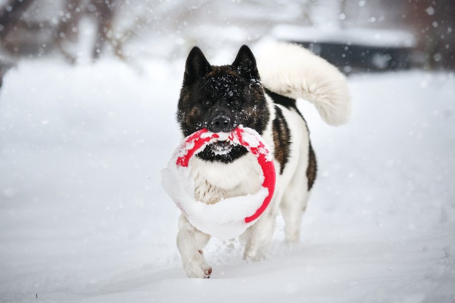 Akita podczas zabawy w śniegu.